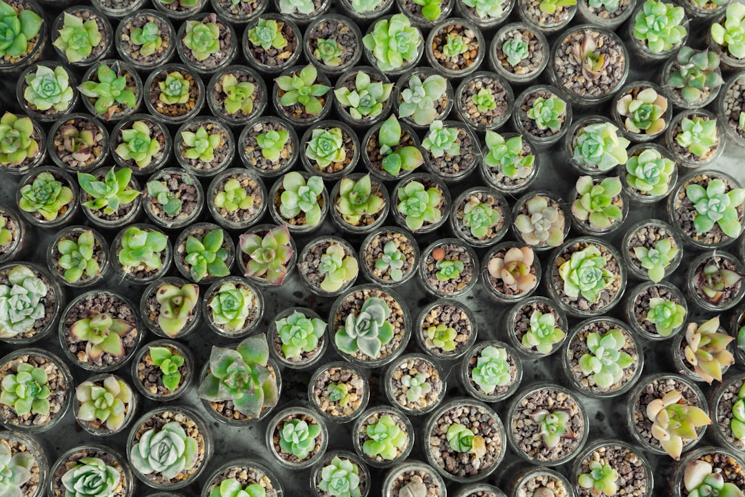 Photo Microgreens cultivation at home