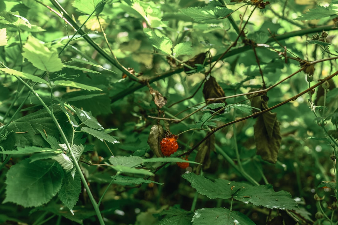 Photo wild edible plants
