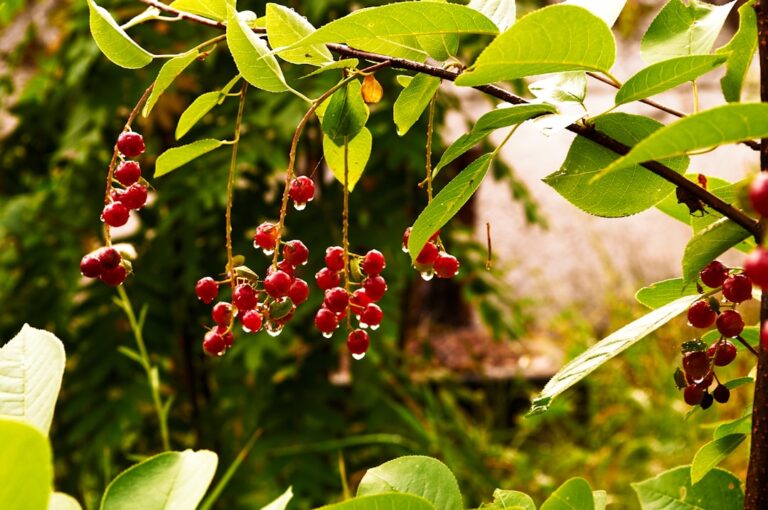 Photo forest fruits applications