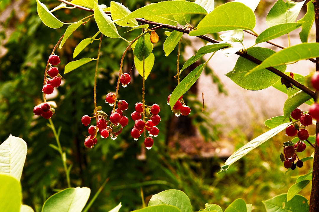 Photo forest fruits applications